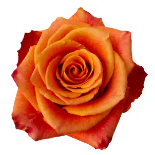 Rose - Silantoi (50) EC