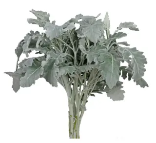 Dusty Miller (50) EC