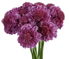 Scabiosa - Pink (60) 