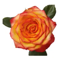 Rose - High Magic (60) EC - 25 Stems