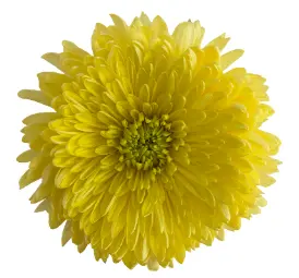 Chr Single - Mangum Yellow (70)