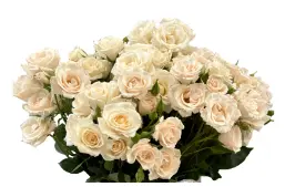 Spray Rose - White Majolica (40) EC 