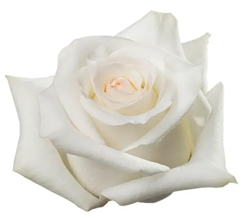 Rose - Candlelight (50) EC 