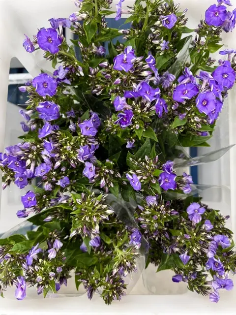 Phlox - Purple (60) 