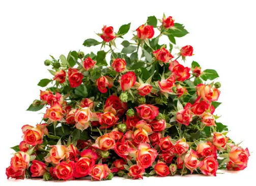 Spray Rose - Summer Dance (50)