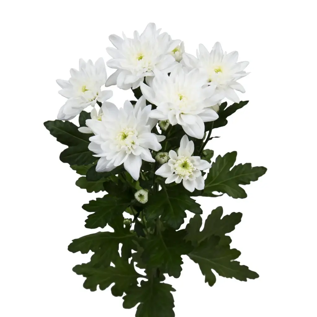 Bucket Deal - Chr Spray - Pina Coloda (70) 50 Stems