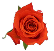 Rose-Orange Wave (50)