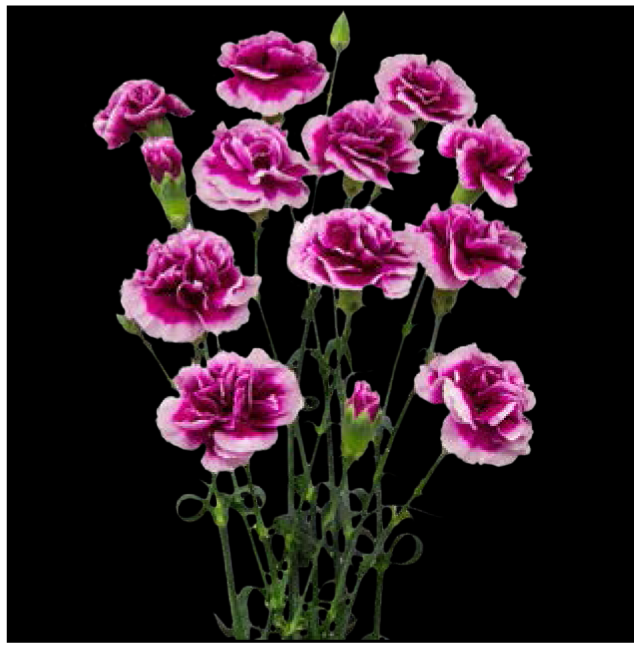 Carnation Spray-Alonsa (50)