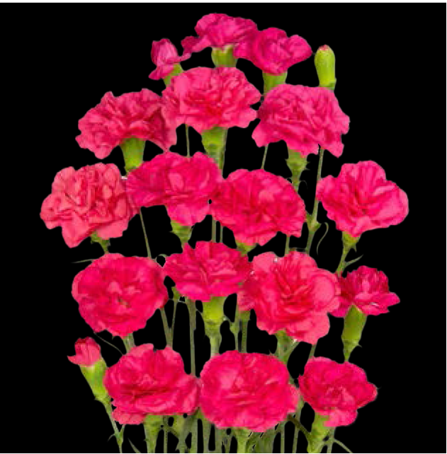 Carnation Spray-Cerise Amelia (50)