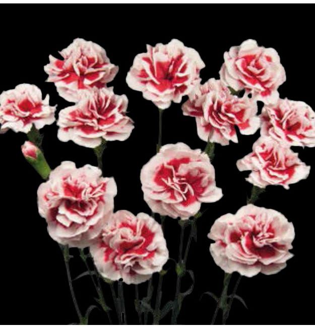 Carnation Spray-Phantom (50) 