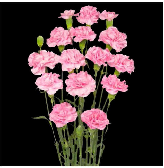 Carnation Spray-Promesa (50)