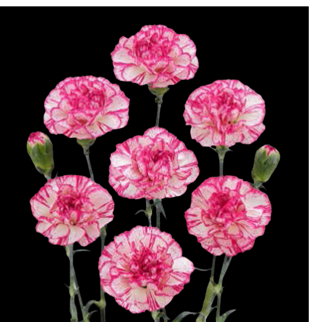 Carnation Spray-Time (50) 