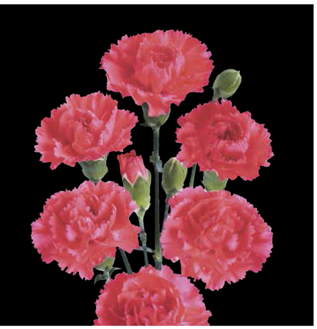 Carnation Spray-Weekend (50) 