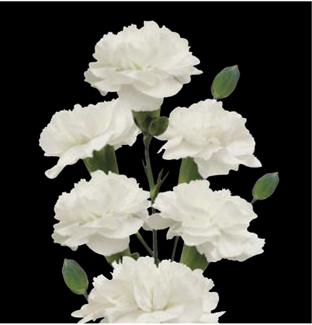 Carnation Spray-White Bunny (60)  