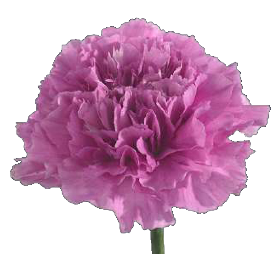 Carnation Single-Farida (60)