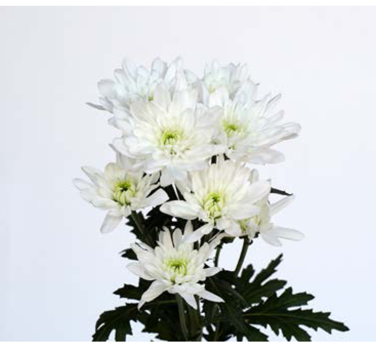 Chrysanthemum Spray- Bonita (60)