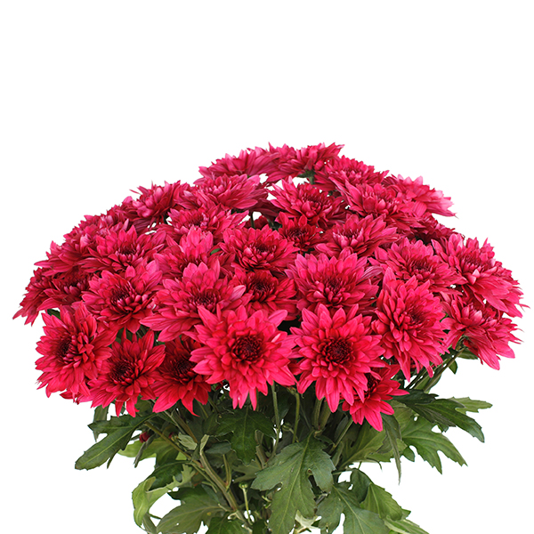 Chrysanthemum Spray-Dante Purple (60)  