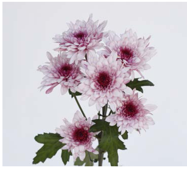 Chrysanthemum Spray-Dante (60)