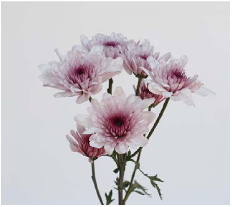 Chrysanthemum Spray-Malibu Pink (60)  