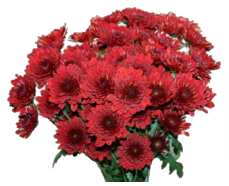 Chrysanthemum Spray-Isabel (60)