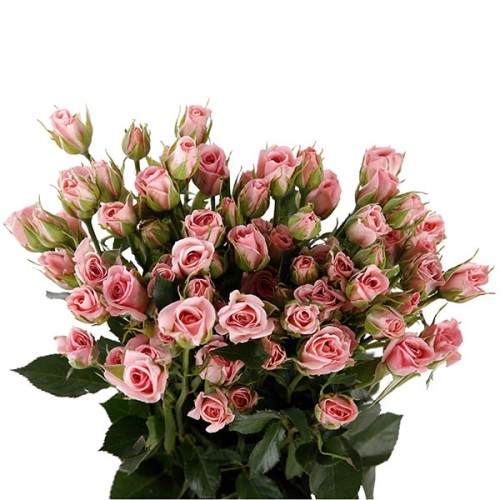 Spray Rose-Odilia (50)