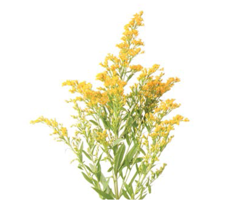 Solidago (60)