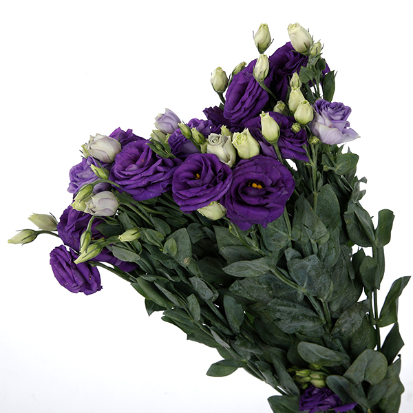 Lisianthus-Blue (60) 