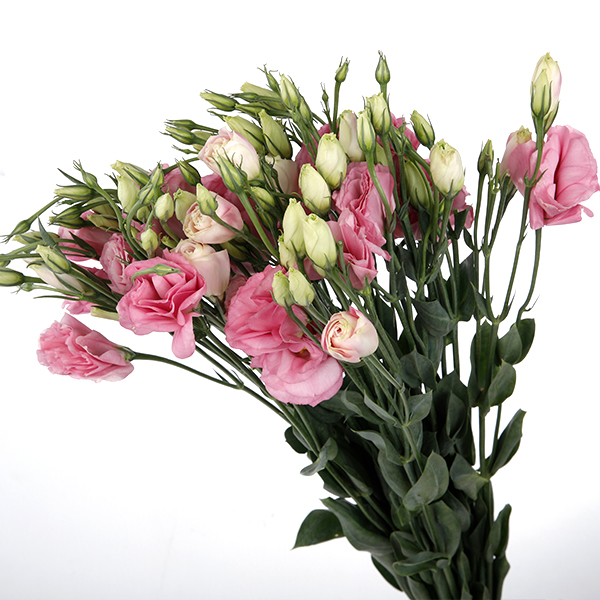 Lisianthus-Pink (60)