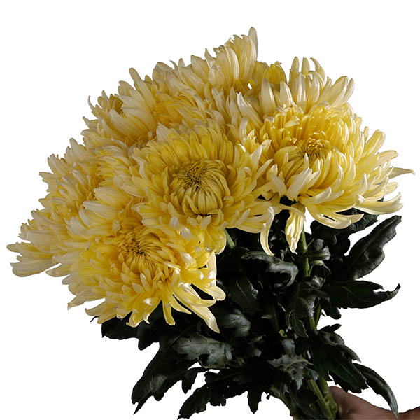 Chrysanthemum Deco-Aleksandrov- (60)