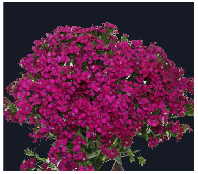 Dianthus-Amazon Neon Cherry(50)