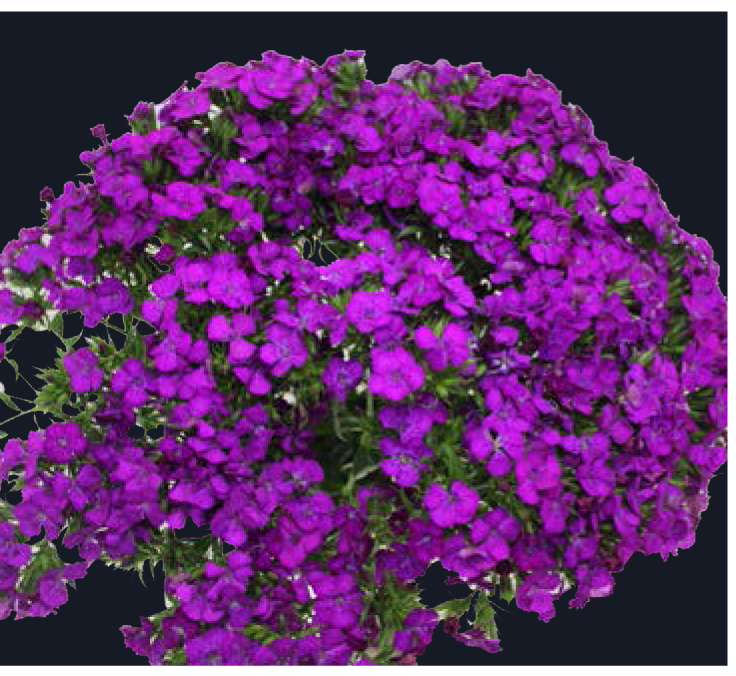 Dianthus-Amazon Neon Purple(50)