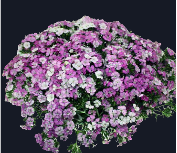 Dianthus-Rose Magic (50) 