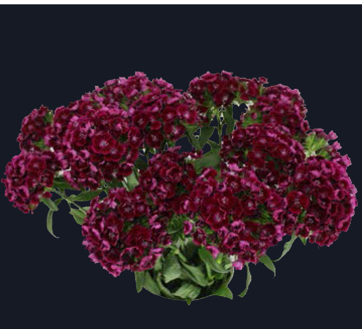 Dianthus –Aston Villa (50) 