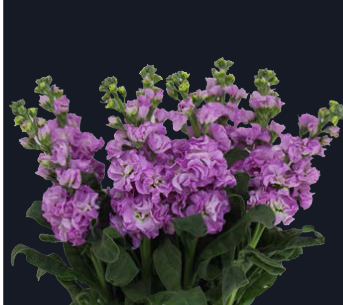 Matthiola-Iron Pink (50)  