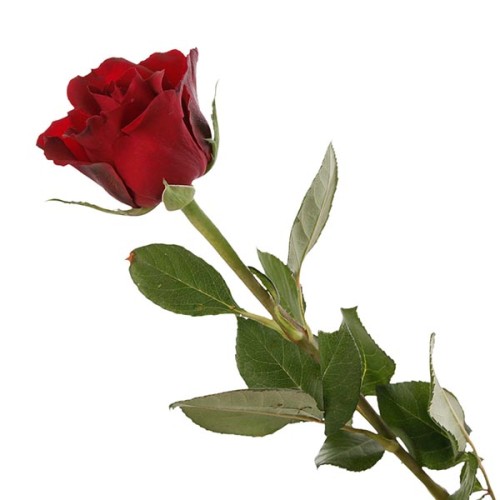 Valentine Rose-Ever Red (50) 