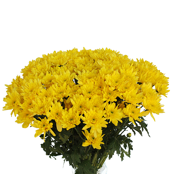 Chrysanthemum Spray-Zimbla Sunny (60)