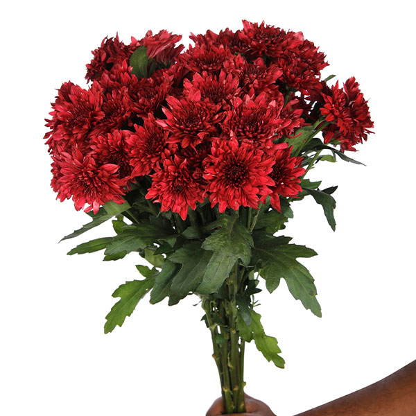 Chrysanthemum Spray-Dante Red (60)