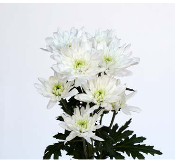 Chrysanthemum Spray-Bonita white (70)