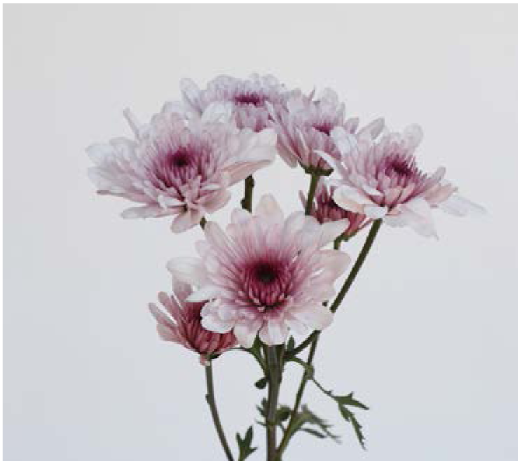 Chrysanthemum Spray-Malibu Pink (60)