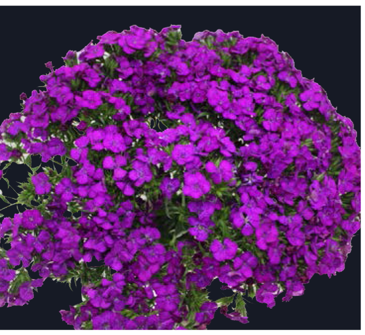 Dianthus-Amazon Neon Purple