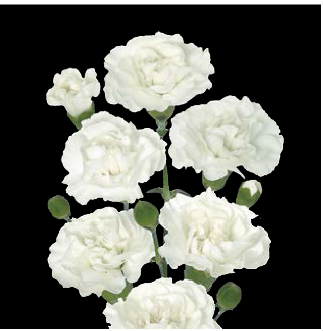 Carnation Spray-White Ramaya