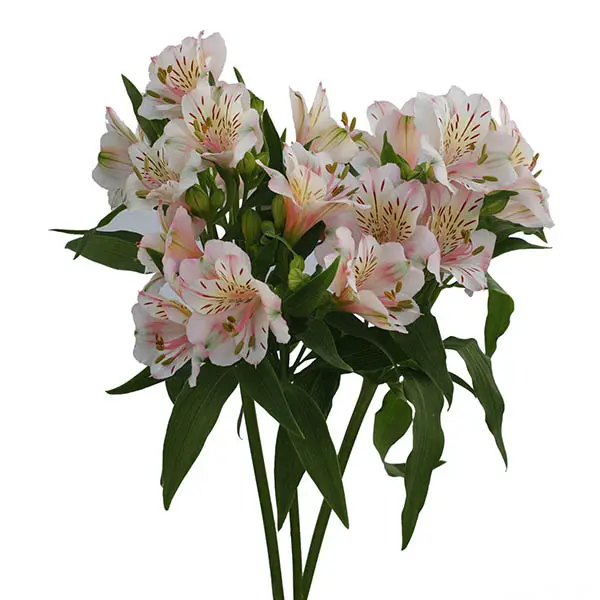 Alstro Premium - Light Pink (80)