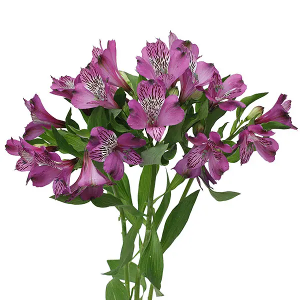 Alstro Premium - Purple(80)