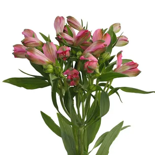 Alstro Selection -Light Pink (60)