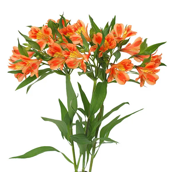 Alstro Selection -Orange (60)
