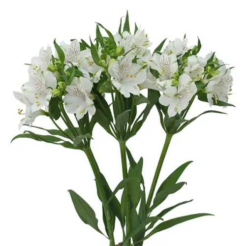 Alstro Selection -White (60)