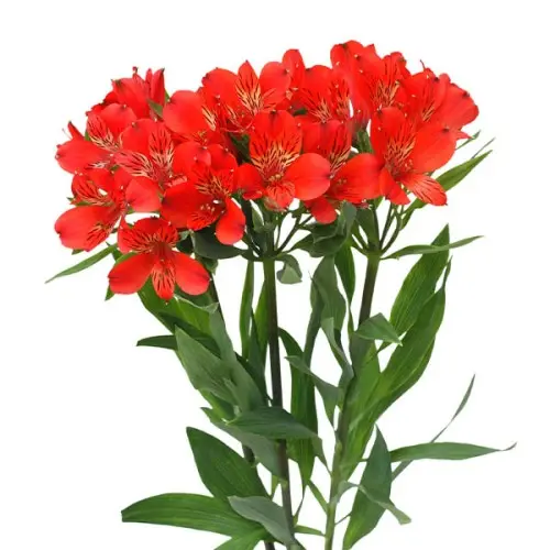 Alstro selection -Red (60)