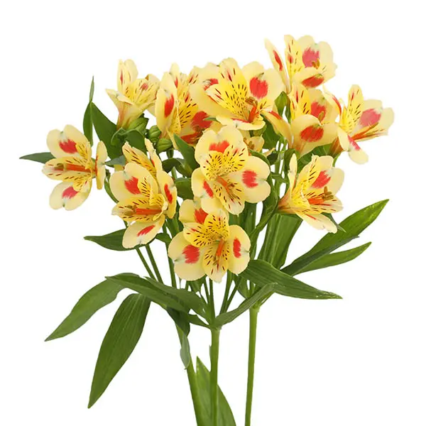 Alstro selection -Yellow (60)