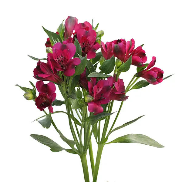 Alstro selection -Dark Pink (60)