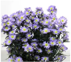 Aster- Blue (70)